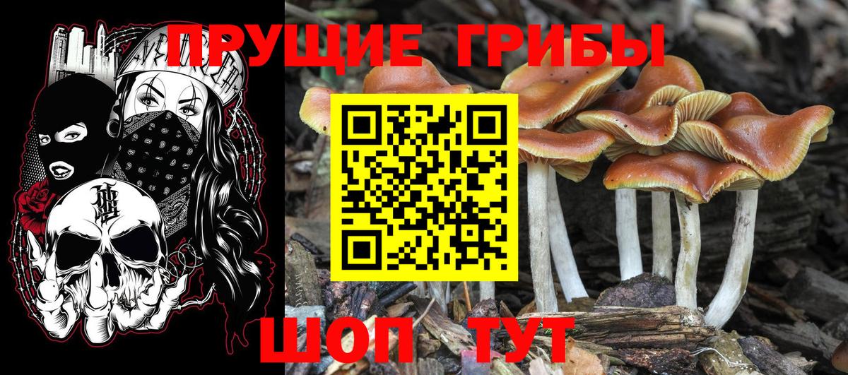 Псилоцибиновые грибы прущие грибы Стрежевой